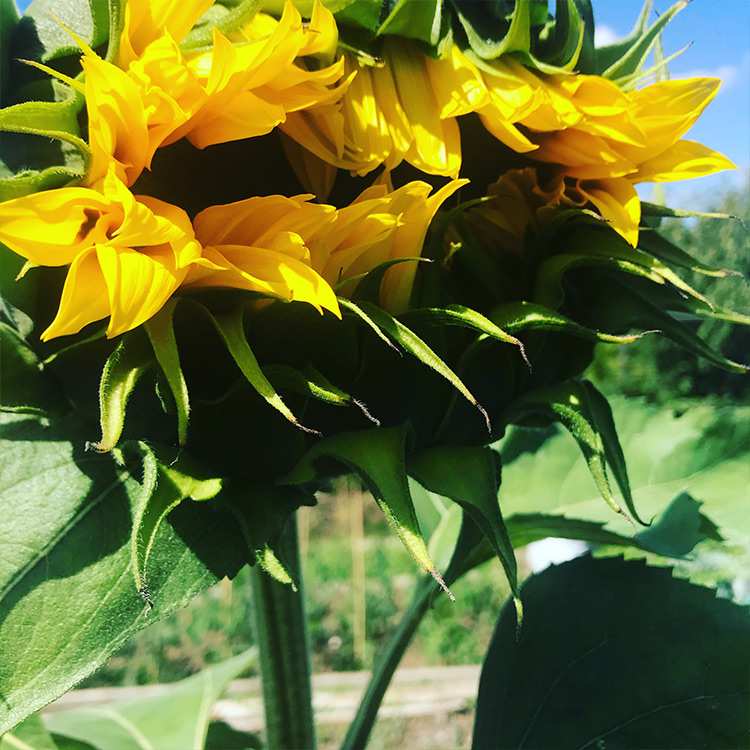 Sunflower-opening