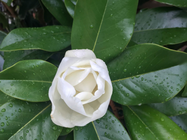 White Camellia